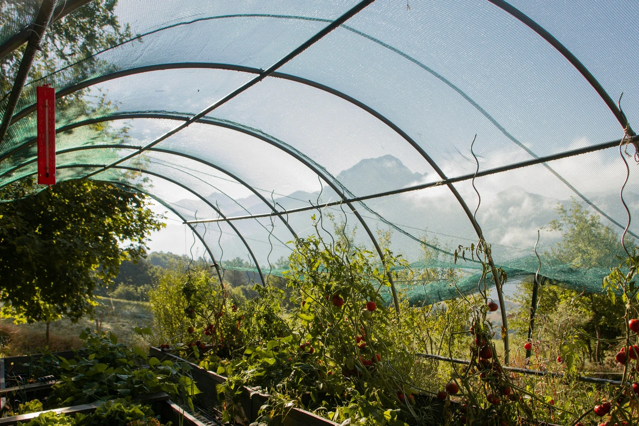 Come proteggere le piante dal sole estivo: il metodo usato nei giardini botanici Come proteggere le piante dal sole estivo: il metodo usato nei giardini botanici