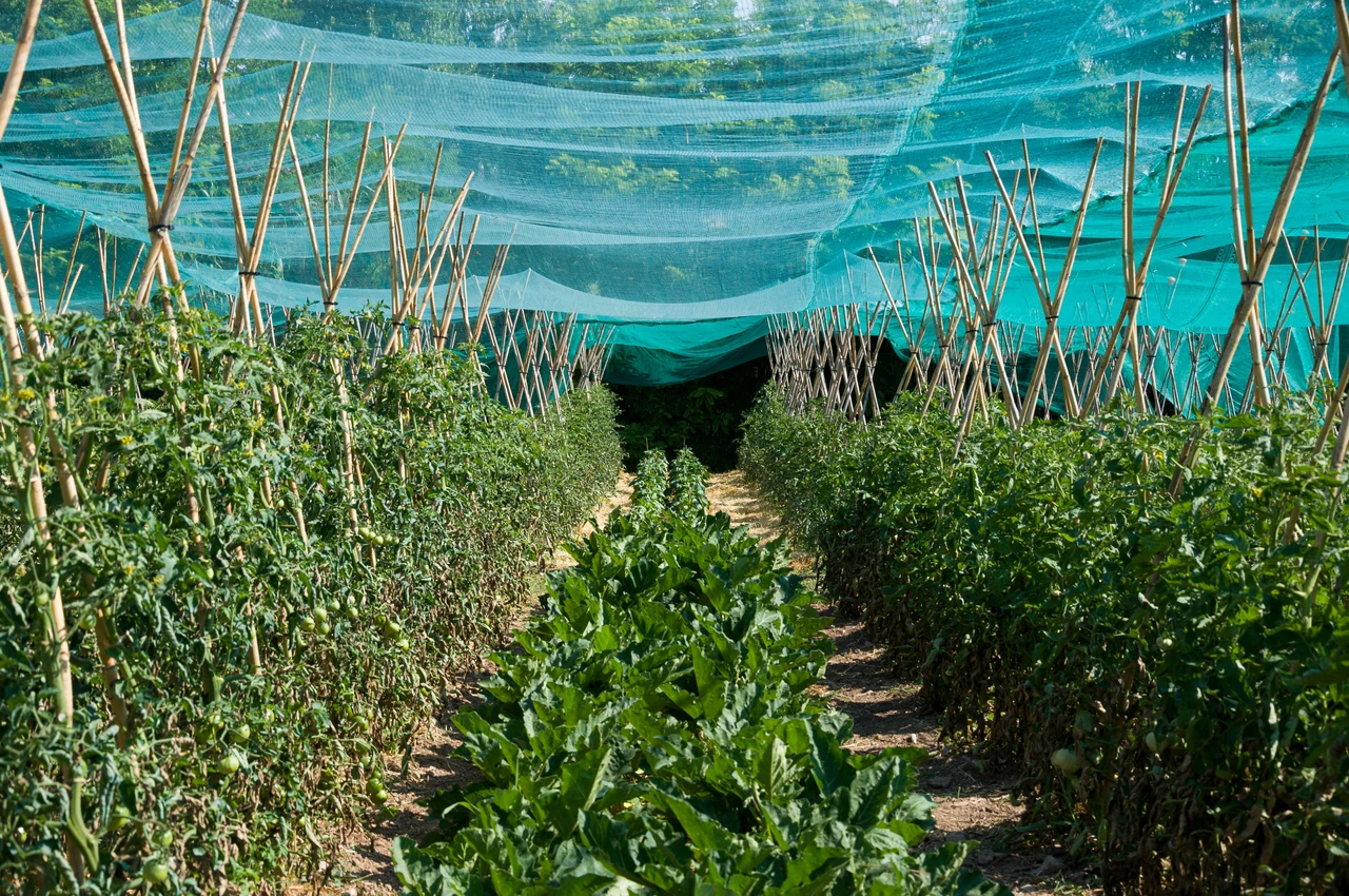 Come proteggere le piante dal sole estivo: il metodo usato nei giardini botanici Come proteggere le piante dal sole estivo: il metodo usato nei giardini botanici