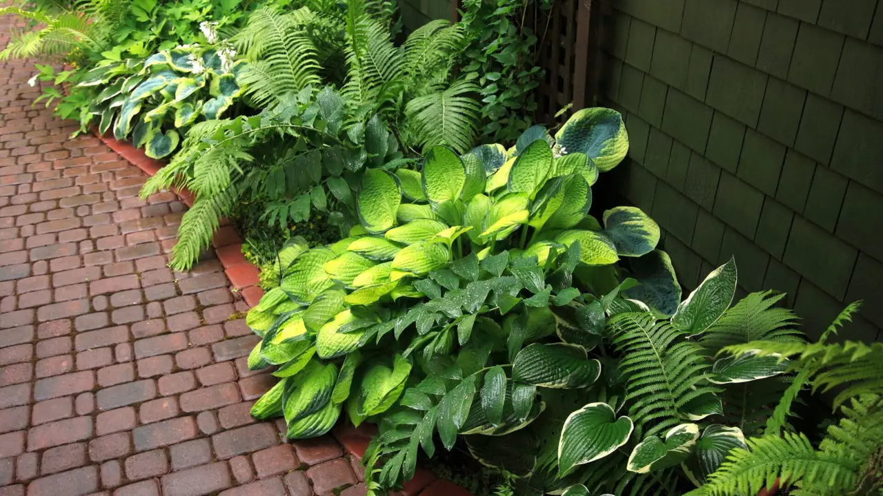 Come proteggere le piante dal sole estivo: il metodo usato nei giardini botanici Come proteggere le piante dal sole estivo: il metodo usato nei giardini botanici