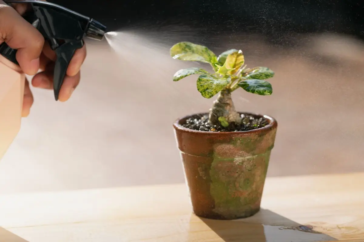 Annaffiare le piante con l’acqua di cottura: ecco cosa succede Annaffiare le piante con l’acqua di cottura: ecco cosa succede