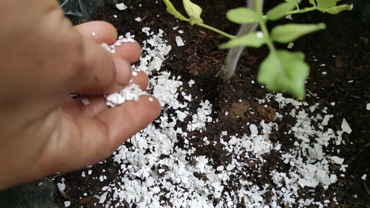 I gusci d’uovo nel terriccio delle piante: un gesto semplice dal risultato inatteso I gusci d’uovo nel terriccio delle piante: un gesto semplice dal risultato inatteso