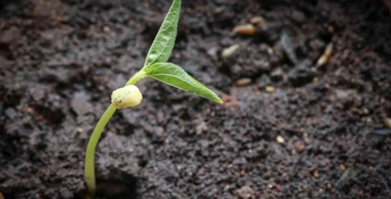 I gusci d’uovo nel terriccio delle piante: un gesto semplice dal risultato inatteso I gusci d’uovo nel terriccio delle piante: un gesto semplice dal risultato inatteso