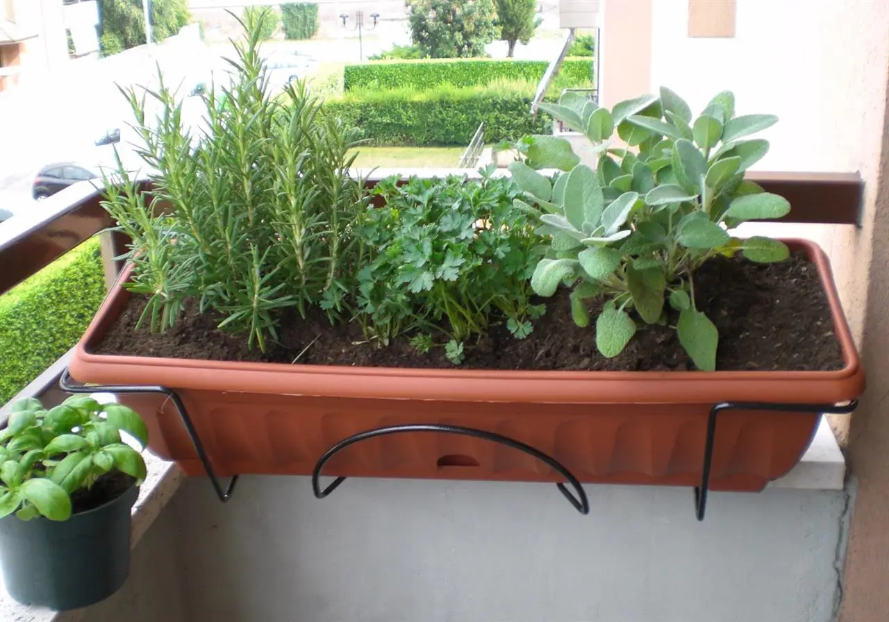 Erbe aromatiche sul davanzale esposte al vento: che effetto ha sulla freschezza fogliare Erbe aromatiche sul davanzale esposte al vento: che effetto ha sulla freschezza fogliare