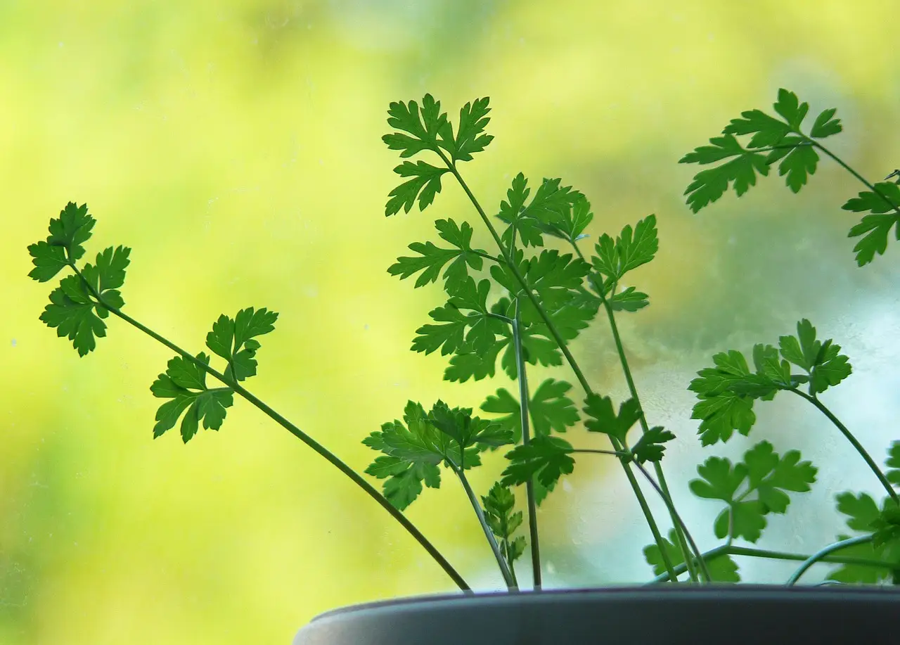 Erbe aromatiche sul davanzale esposte al vento: che effetto ha sulla freschezza fogliare Erbe aromatiche sul davanzale esposte al vento: che effetto ha sulla freschezza fogliare