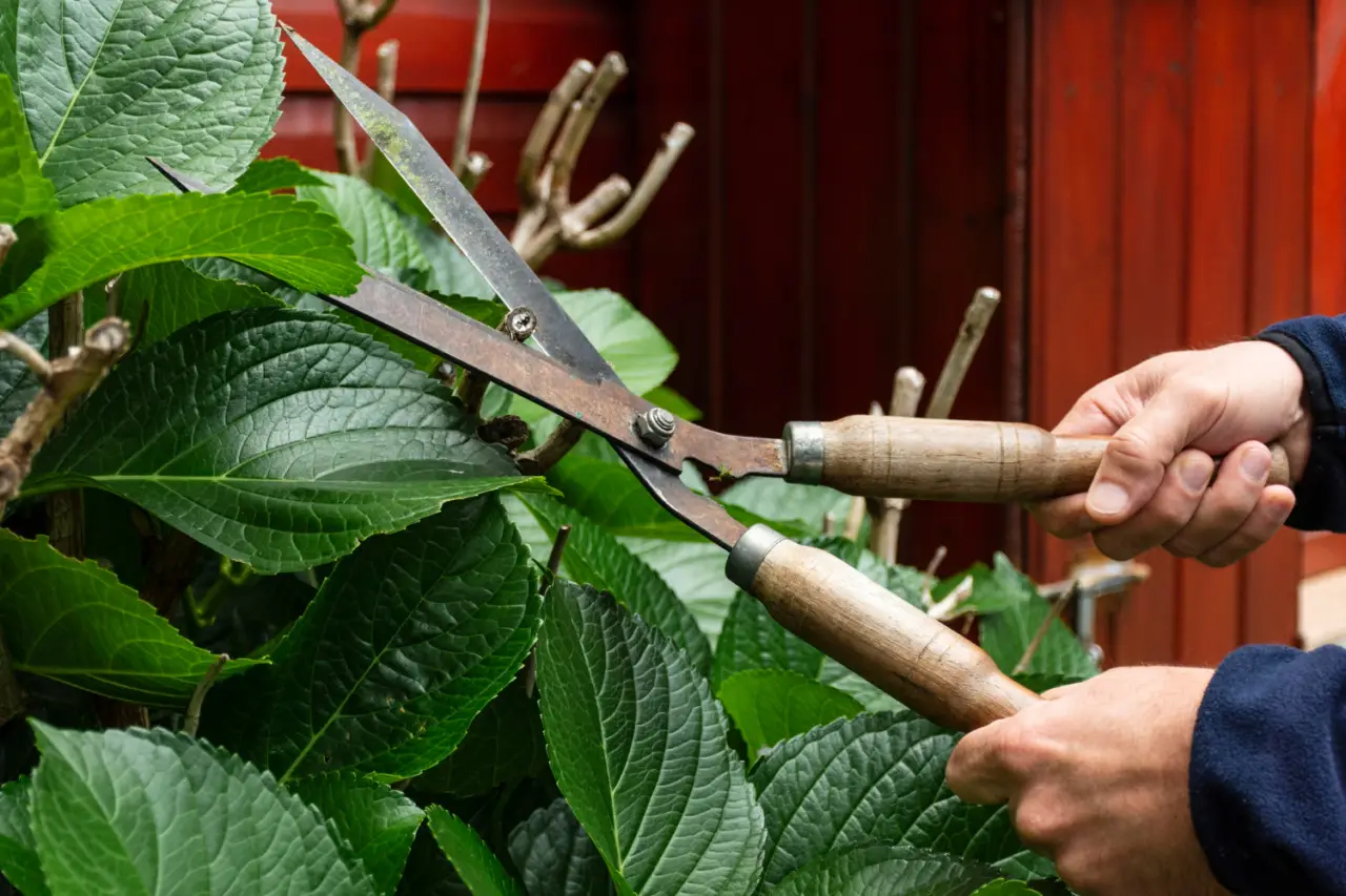 Attenzione all’errore che secca le tue ortensie: ecco la soluzione semplice dei giardinieri Attenzione all’errore che secca le tue ortensie: ecco la soluzione semplice dei giardinieri