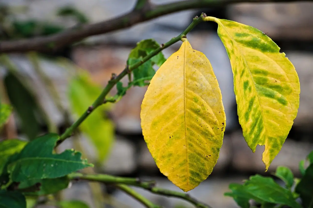 Sai perché le foglie del limone diventano gialle? Il segreto che nessuno ti dice Sai perché le foglie del limone diventano gialle? Il segreto che nessuno ti dice