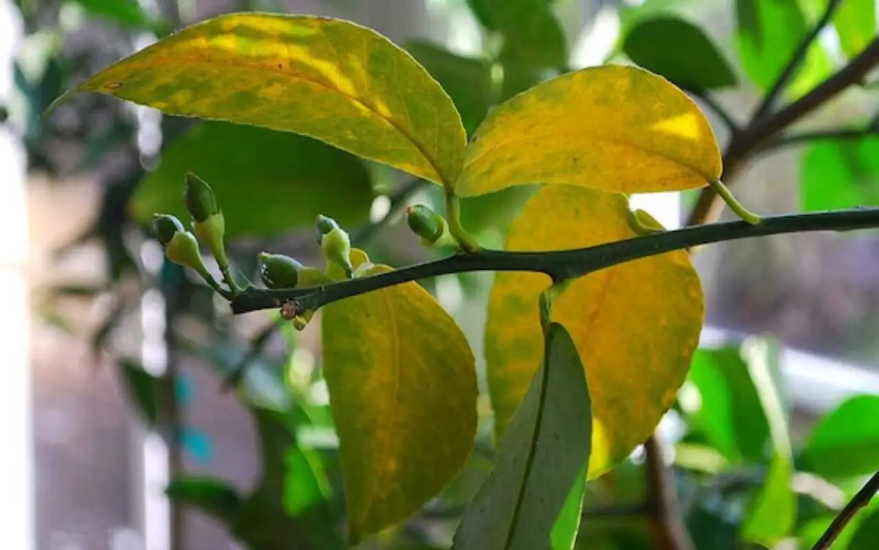 Sai perché le foglie del limone diventano gialle? Il segreto che nessuno ti dice Sai perché le foglie del limone diventano gialle? Il segreto che nessuno ti dice