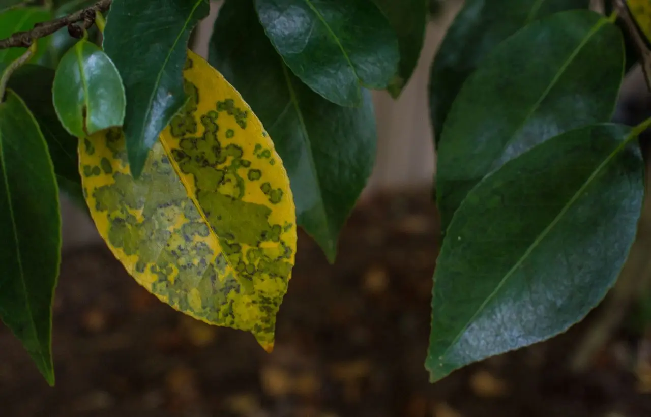 Sai perché le foglie del limone diventano gialle? Il segreto che nessuno ti dice Sai perché le foglie del limone diventano gialle? Il segreto che nessuno ti dice