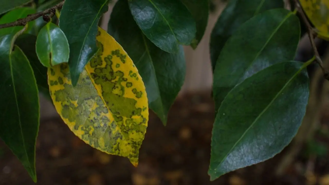 Sai perché le foglie del limone diventano gialle? Il segreto che nessuno ti dice Sai perché le foglie del limone diventano gialle? Il segreto che nessuno ti dice