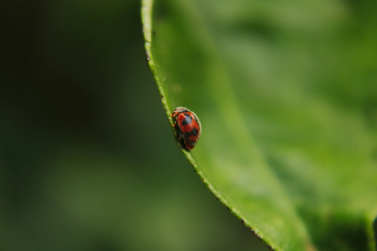 Come evitare la proliferazione di afidi sul balcone senza usare prodotti chimici Come evitare la proliferazione di afidi sul balcone senza usare prodotti chimici
