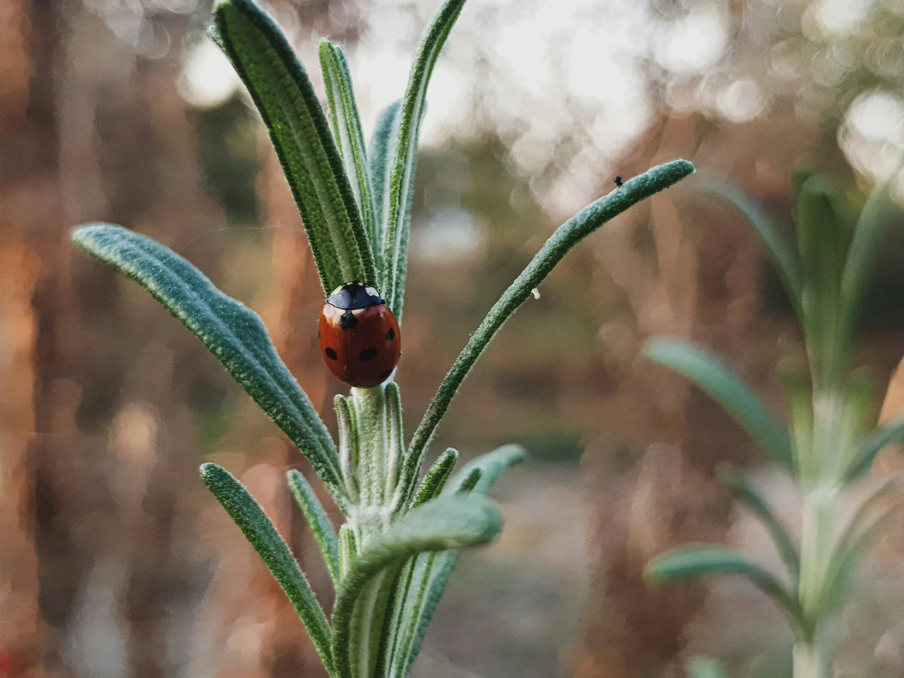 Come evitare la proliferazione di afidi sul balcone senza usare prodotti chimici Come evitare la proliferazione di afidi sul balcone senza usare prodotti chimici