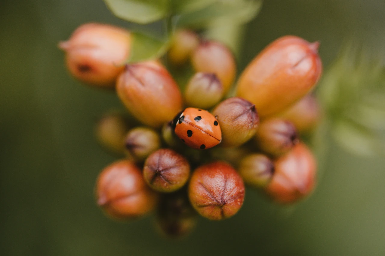 Come evitare la proliferazione di afidi sul balcone senza usare prodotti chimici Come evitare la proliferazione di afidi sul balcone senza usare prodotti chimici