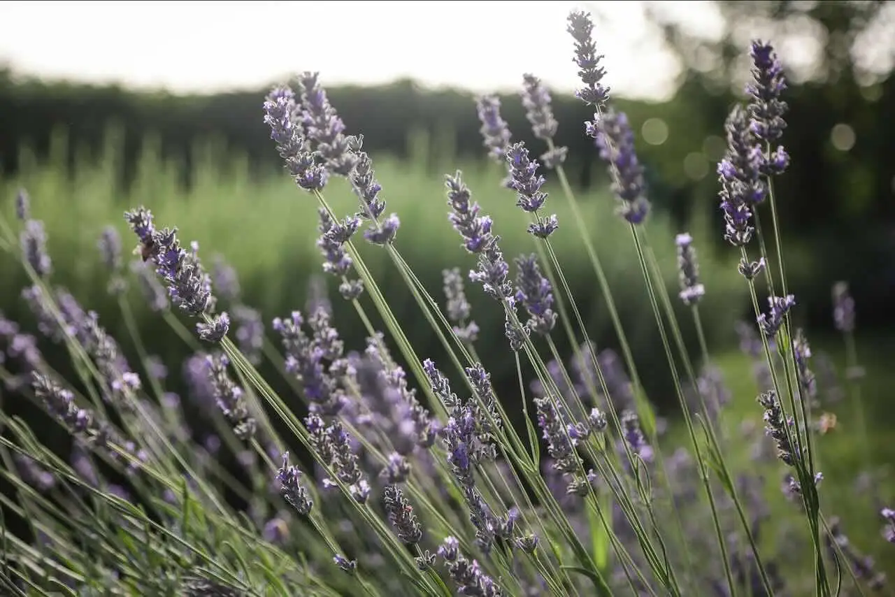 Solo chi conosce questo rimedio salva la lavanda dal caldo estremo senza irrigatori Solo chi conosce questo rimedio salva la lavanda dal caldo estremo senza irrigatori