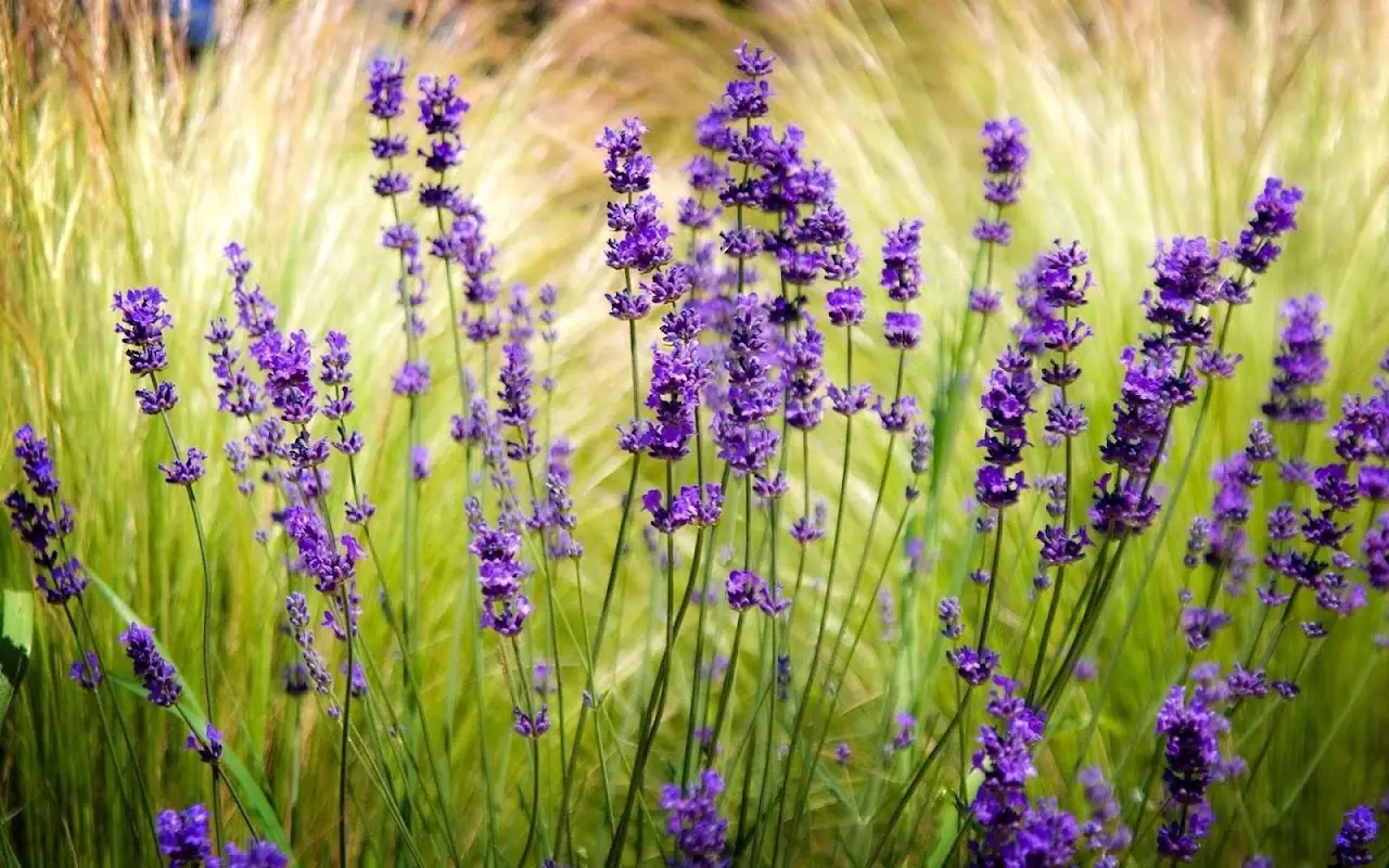 Solo chi conosce questo rimedio salva la lavanda dal caldo estremo senza irrigatori Solo chi conosce questo rimedio salva la lavanda dal caldo estremo senza irrigatori