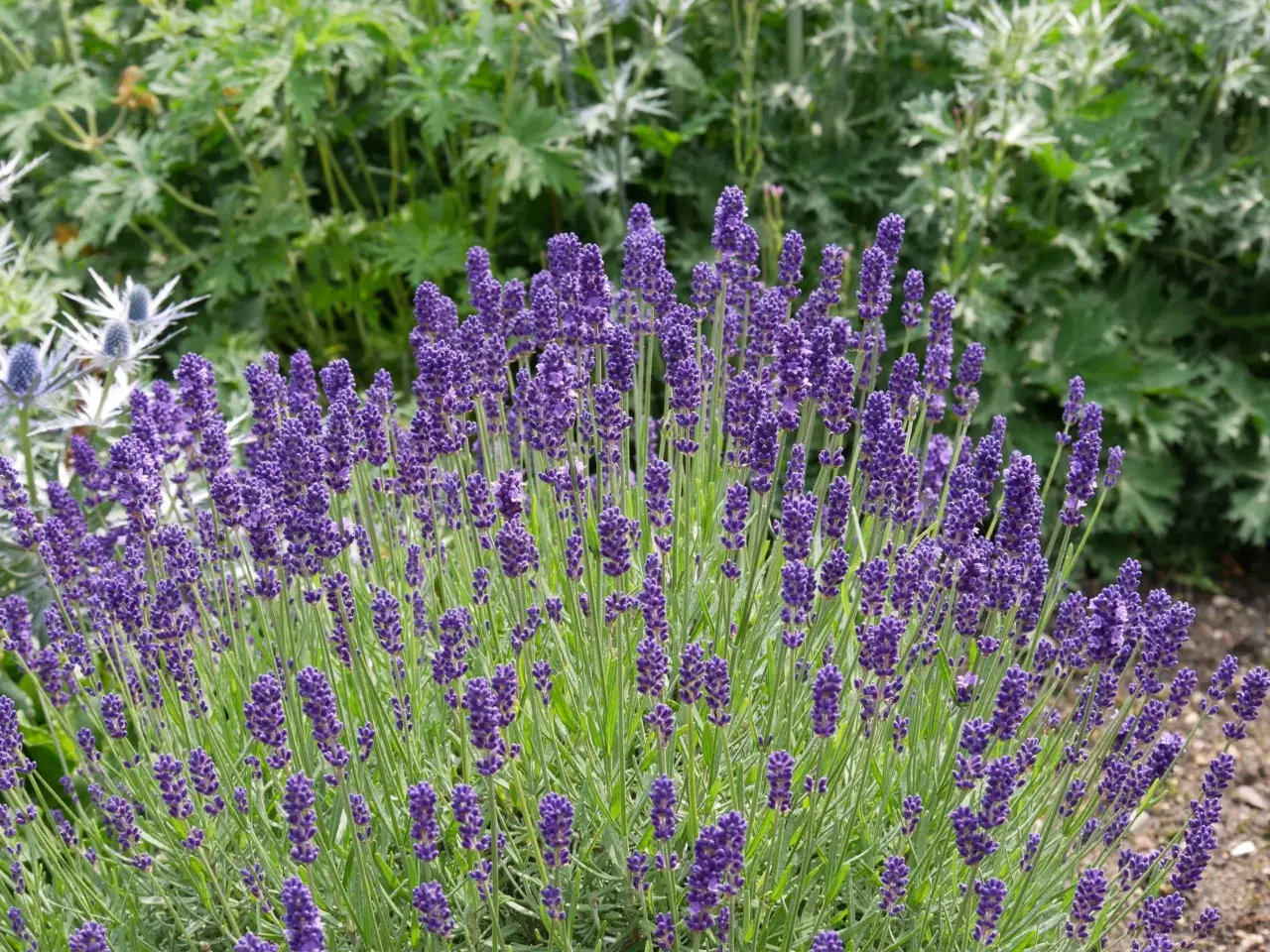 Solo chi conosce questo rimedio salva la lavanda dal caldo estremo senza irrigatori Solo chi conosce questo rimedio salva la lavanda dal caldo estremo senza irrigatori