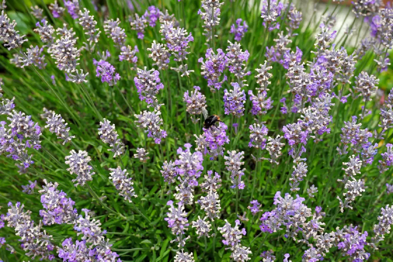 Solo chi conosce questo rimedio salva la lavanda dal caldo estremo senza irrigatori Solo chi conosce questo rimedio salva la lavanda dal caldo estremo senza irrigatori