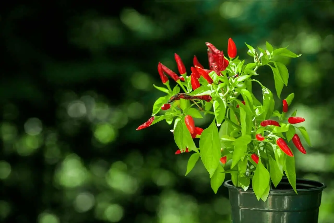 Scopri ora come coltivare peperoncini forti con due ingredienti che hai già in cucina Scopri ora come coltivare peperoncini forti con due ingredienti che hai già in cucina