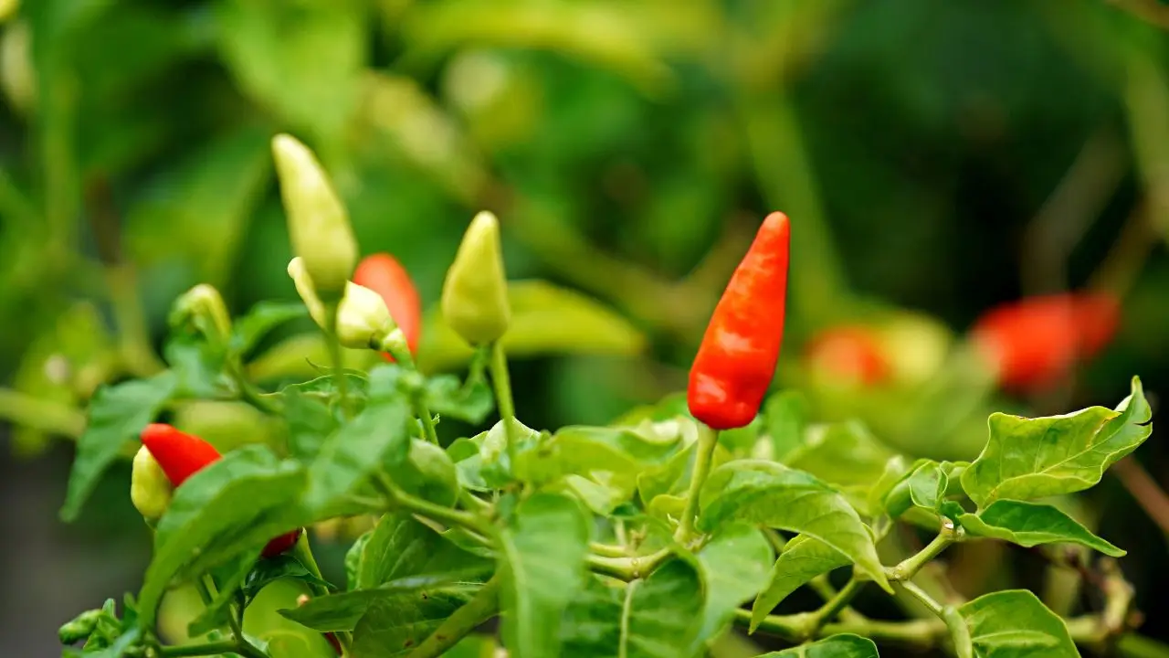 Scopri ora come coltivare peperoncini forti con due ingredienti che hai già in cucina Scopri ora come coltivare peperoncini forti con due ingredienti che hai già in cucina