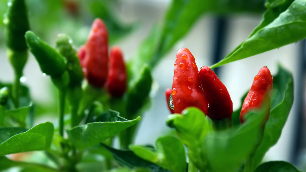 Scopri ora come coltivare peperoncini forti con due ingredienti che hai già in cucina Scopri ora come coltivare peperoncini forti con due ingredienti che hai già in cucina