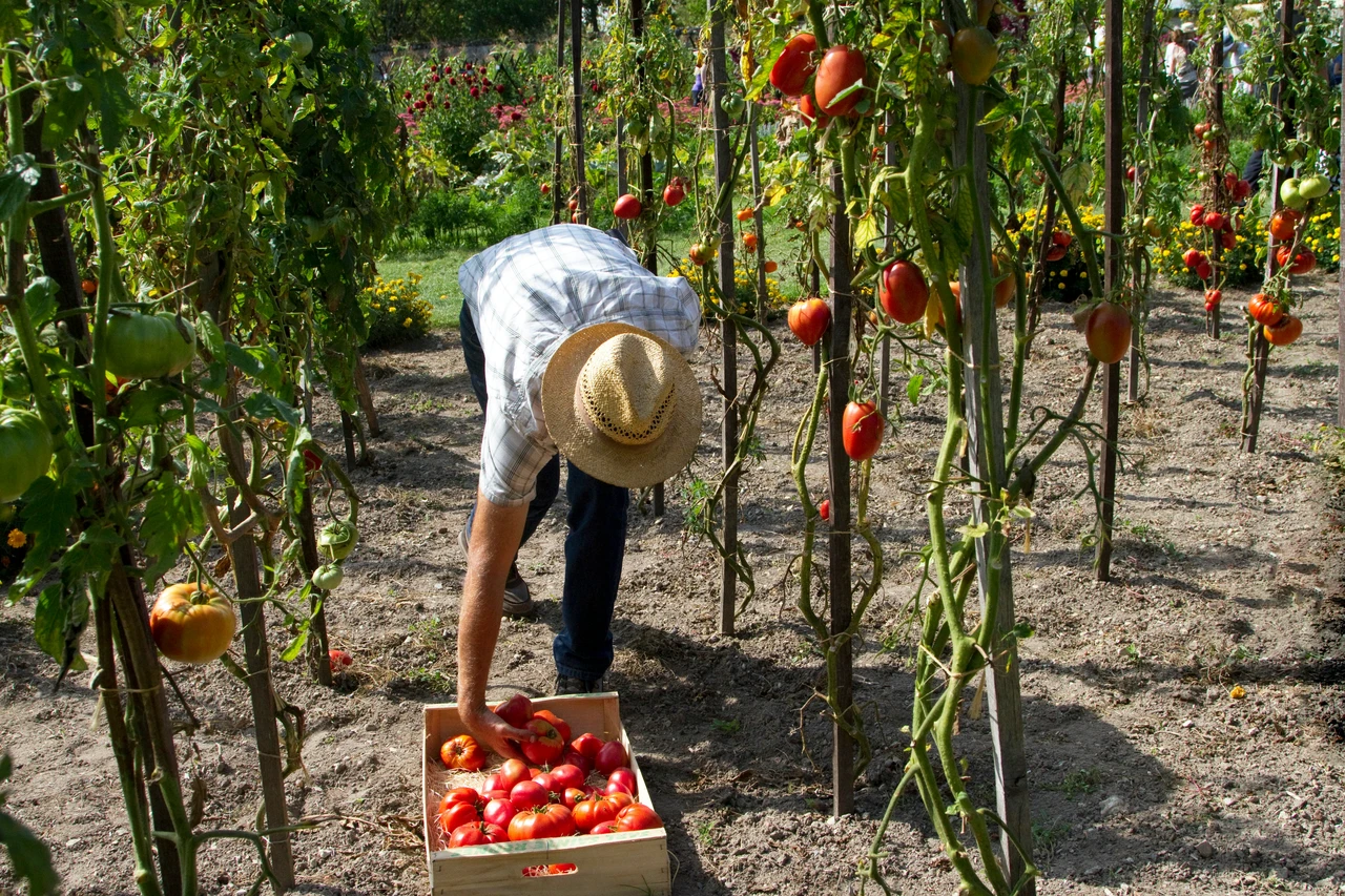 Svelato il trucco dei giardinieri per un raccolto di pomodori abbondante senza pesticidi Svelato il trucco dei giardinieri per un raccolto di pomodori abbondante senza pesticidi