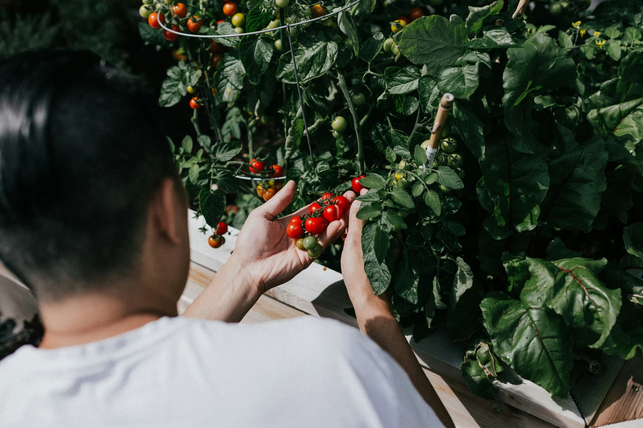 Svelato il trucco dei giardinieri per un raccolto di pomodori abbondante senza pesticidi Svelato il trucco dei giardinieri per un raccolto di pomodori abbondante senza pesticidi