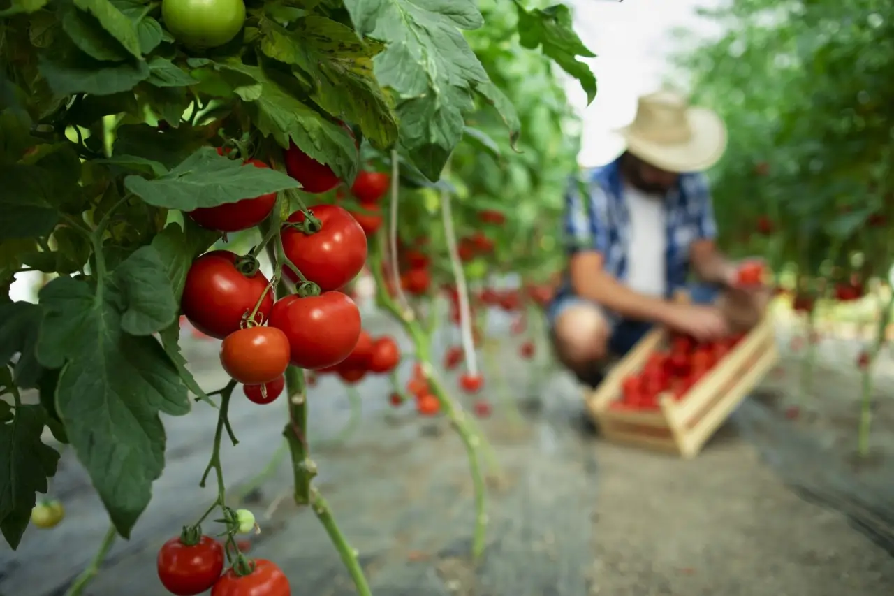 Svelato il trucco dei giardinieri per un raccolto di pomodori abbondante senza pesticidi Svelato il trucco dei giardinieri per un raccolto di pomodori abbondante senza pesticidi