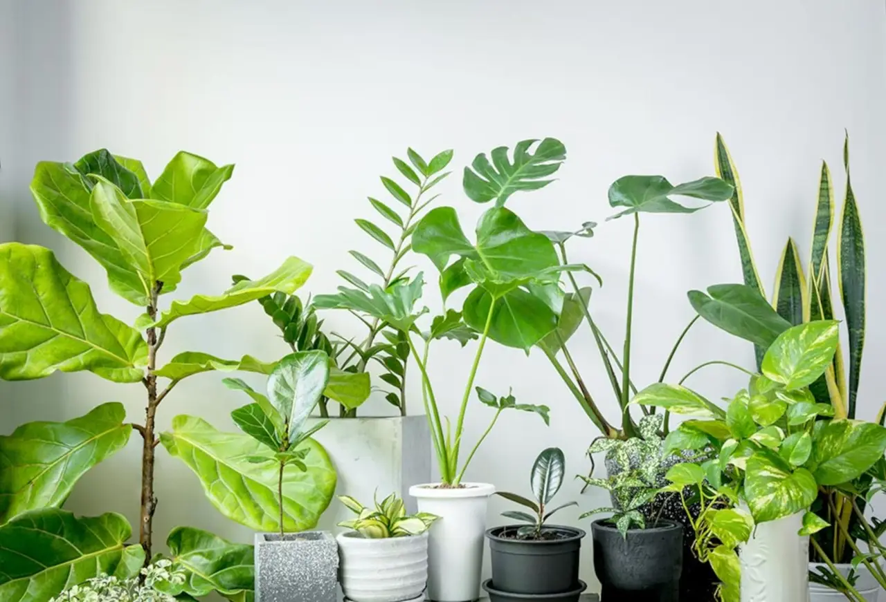 Sfida le alte temperature: il metodo naturale per piante in casa sempre vigorose Sfida le alte temperature: il metodo naturale per piante in casa sempre vigorose