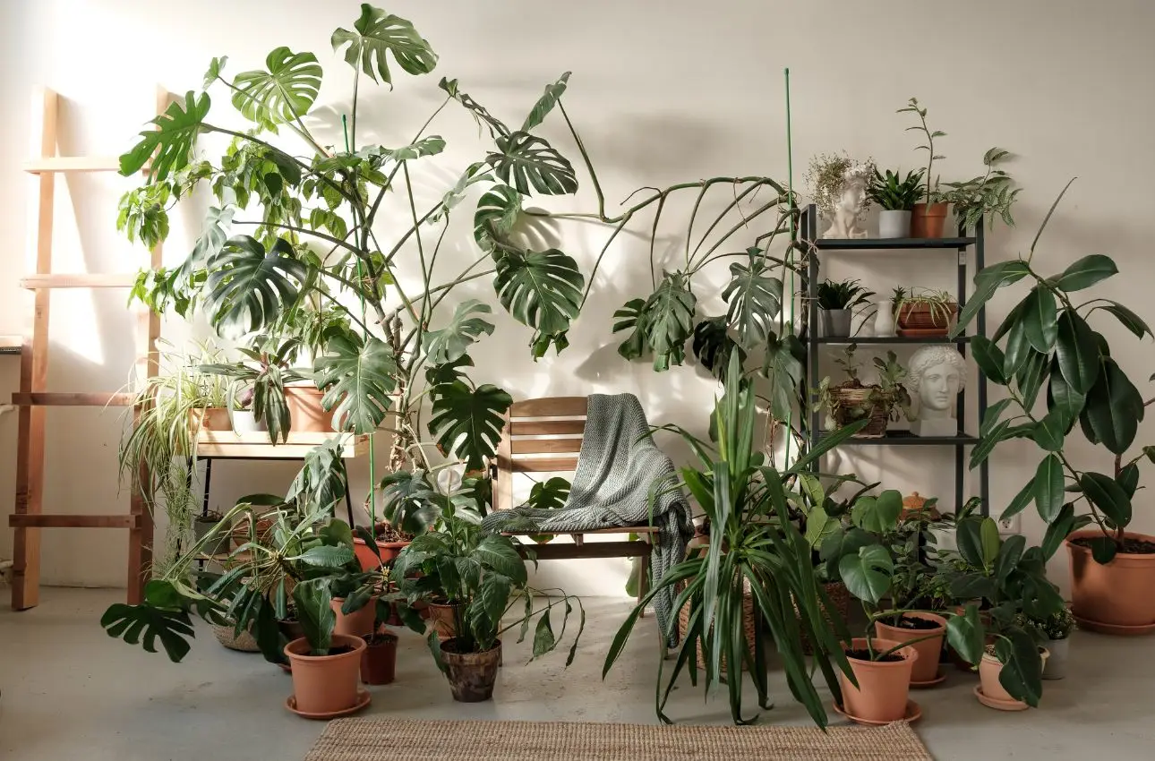Sfida le alte temperature: il metodo naturale per piante in casa sempre vigorose Sfida le alte temperature: il metodo naturale per piante in casa sempre vigorose