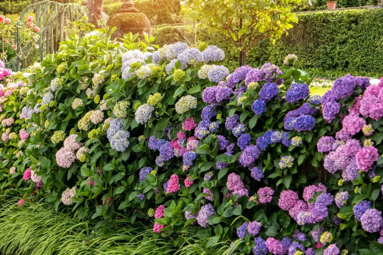 Vuoi ortensie fiorite per mesi? Ecco la soluzione ecologica che pochi conoscono Vuoi ortensie fiorite per mesi? Ecco la soluzione ecologica che pochi conoscono