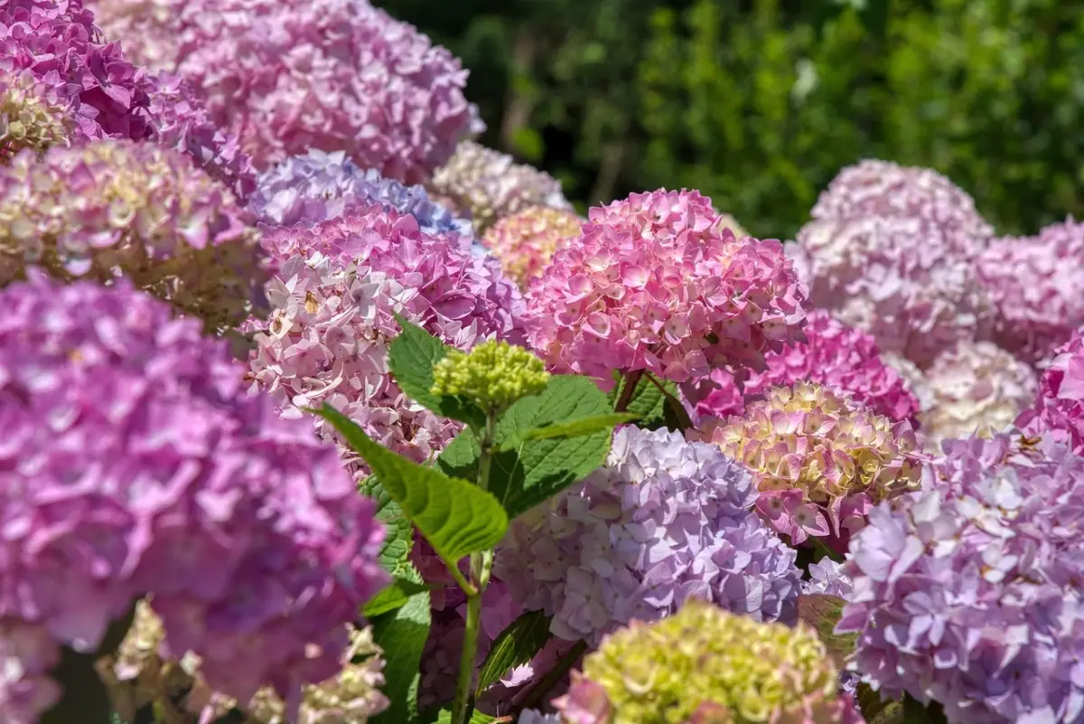 Vuoi ortensie fiorite per mesi? Ecco la soluzione ecologica che pochi conoscono Vuoi ortensie fiorite per mesi? Ecco la soluzione ecologica che pochi conoscono