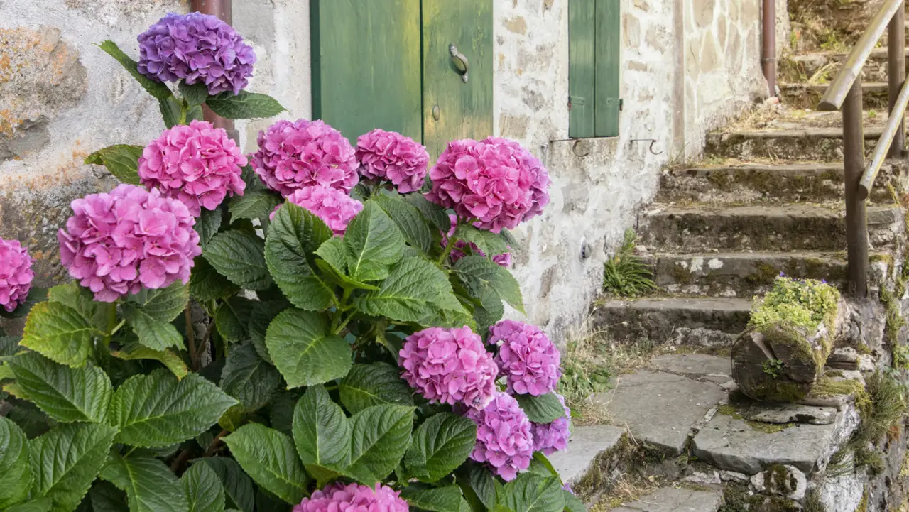 Vuoi ortensie fiorite per mesi? Ecco la soluzione ecologica che pochi conoscono Vuoi ortensie fiorite per mesi? Ecco la soluzione ecologica che pochi conoscono