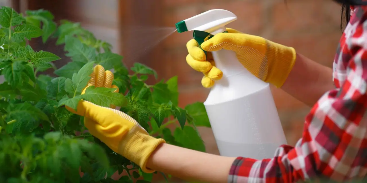 Proteggi il terrazzo dagli afidi con questo rimedio naturale provato dai contadini Proteggi il terrazzo dagli afidi con questo rimedio naturale provato dai contadini
