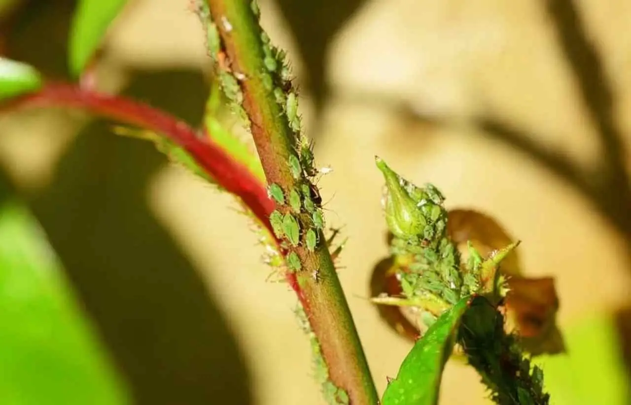 Proteggi il terrazzo dagli afidi con questo rimedio naturale provato dai contadini Proteggi il terrazzo dagli afidi con questo rimedio naturale provato dai contadini