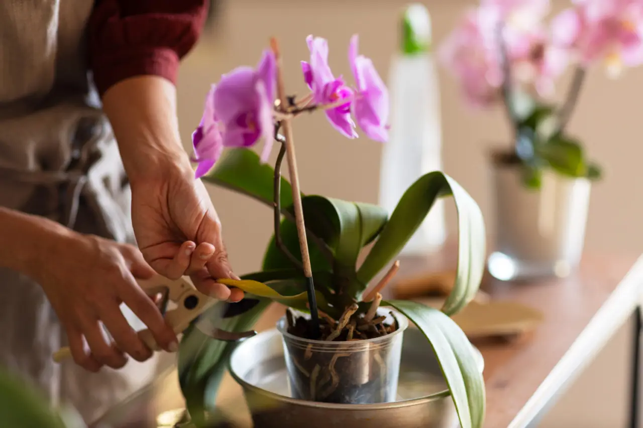 Metti subito alla prova questa tecnica per recuperare orchidee in fase di sofferenza Metti subito alla prova questa tecnica per recuperare orchidee in fase di sofferenza