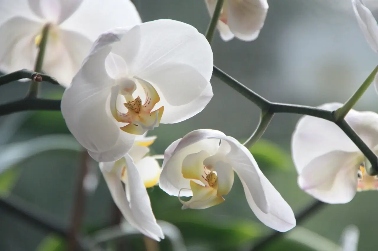 Metti subito alla prova questa tecnica per recuperare orchidee in fase di sofferenza Metti subito alla prova questa tecnica per recuperare orchidee in fase di sofferenza