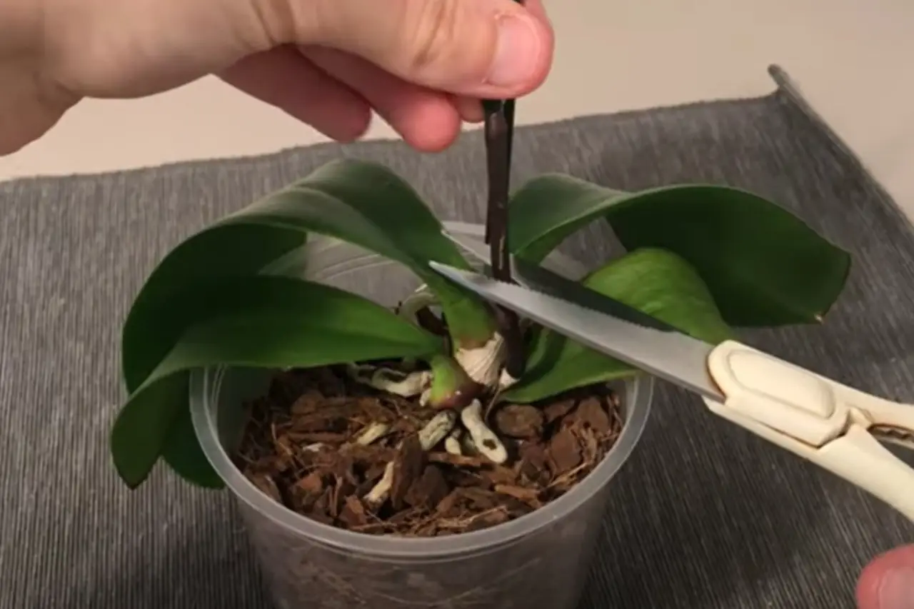 Metti subito alla prova questa tecnica per recuperare orchidee in fase di sofferenza Metti subito alla prova questa tecnica per recuperare orchidee in fase di sofferenza