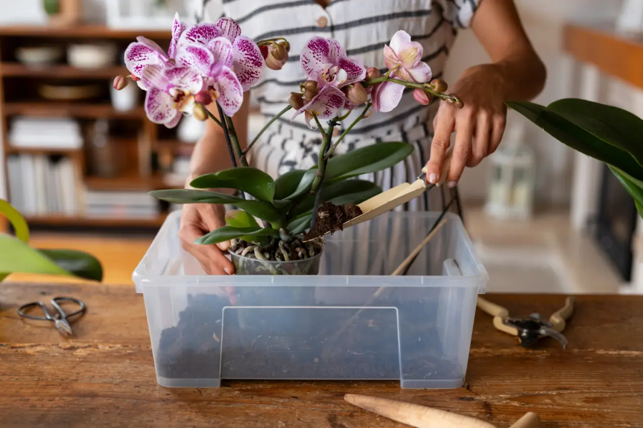 Metti subito alla prova questa tecnica per recuperare orchidee in fase di sofferenza Metti subito alla prova questa tecnica per recuperare orchidee in fase di sofferenza