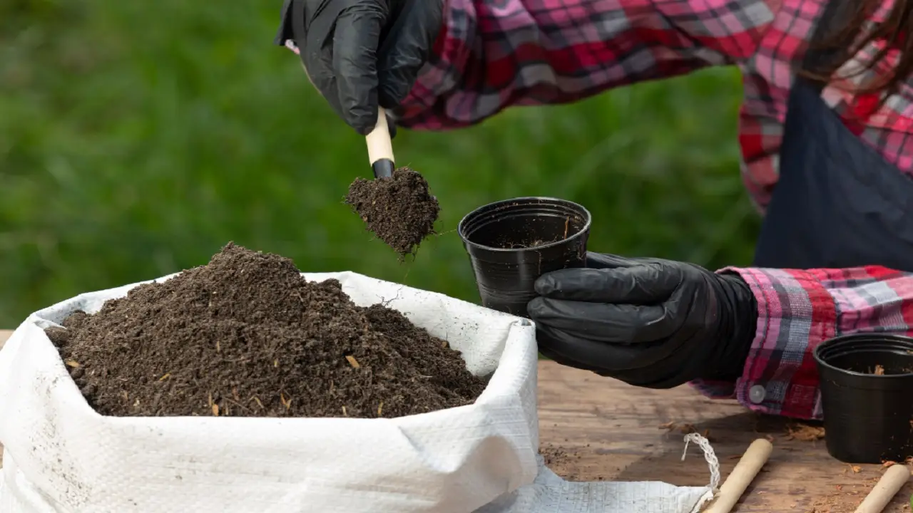 Ottieni risultati sorprendenti: il mix organico per rinvigorire la terra esausta dei vasi Ottieni risultati sorprendenti: il mix organico per rinvigorire la terra esausta dei vasi