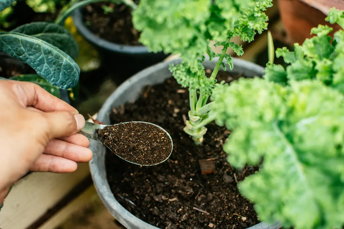 Ottieni risultati sorprendenti: il mix organico per rinvigorire la terra esausta dei vasi Ottieni risultati sorprendenti: il mix organico per rinvigorire la terra esausta dei vasi