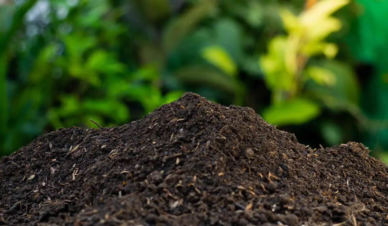 Ottieni risultati sorprendenti: il mix organico per rinvigorire la terra esausta dei vasi Ottieni risultati sorprendenti: il mix organico per rinvigorire la terra esausta dei vasi