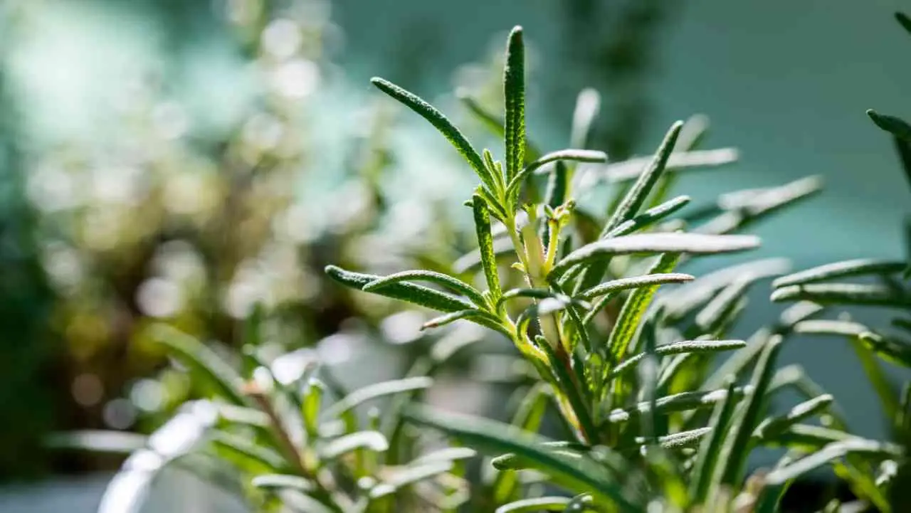 Coltiva il rosmarino come un esperto: scopri il segreto per mantenerlo folto e sano Coltiva il rosmarino come un esperto: scopri il segreto per mantenerlo folto e sano