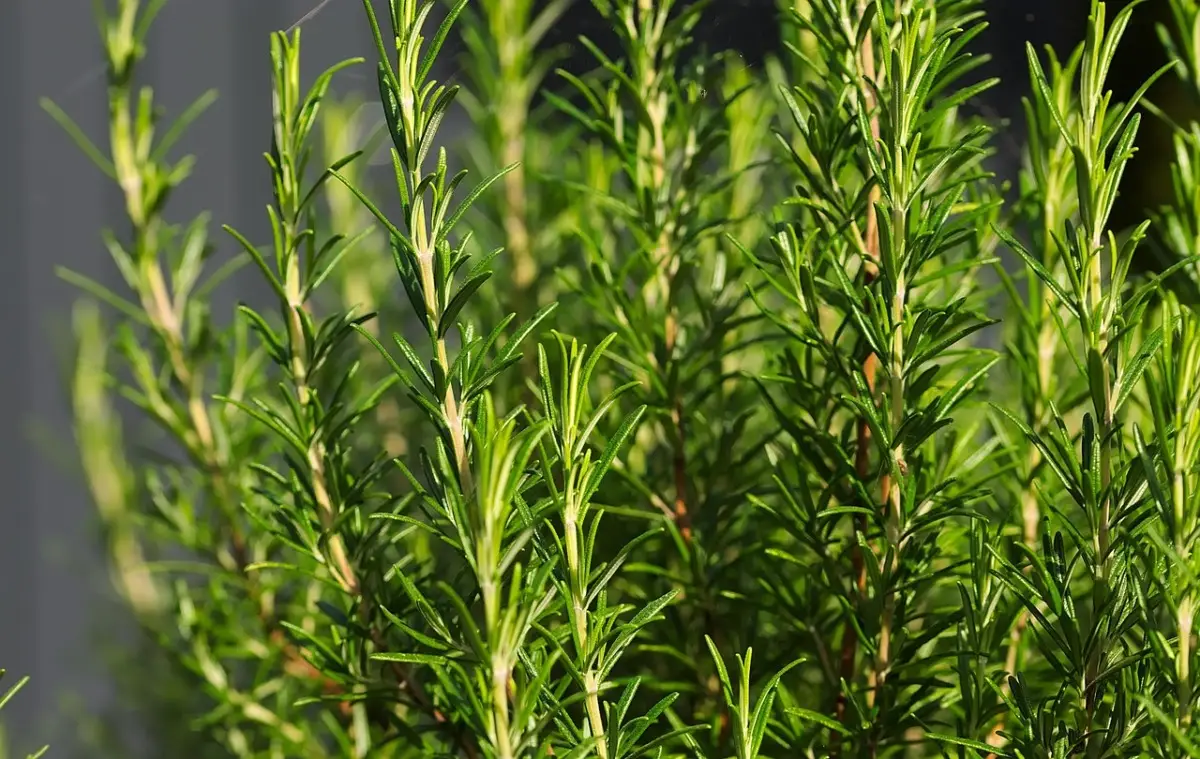 Coltiva il rosmarino come un esperto: scopri il segreto per mantenerlo folto e sano Coltiva il rosmarino come un esperto: scopri il segreto per mantenerlo folto e sano