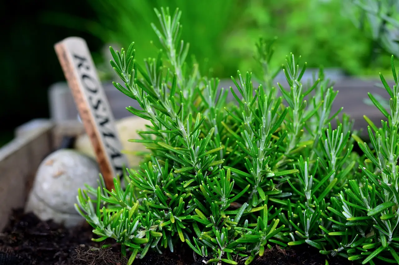Coltiva il rosmarino come un esperto: scopri il segreto per mantenerlo folto e sano Coltiva il rosmarino come un esperto: scopri il segreto per mantenerlo folto e sano