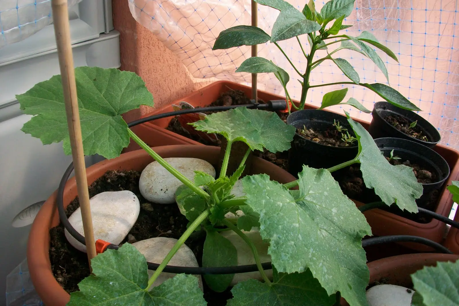 Risparmia acqua e tempo: scopri il sistema di irrigazione fai da te preferito dai vivaisti Risparmia acqua e tempo: scopri il sistema di irrigazione fai da te preferito dai vivaisti