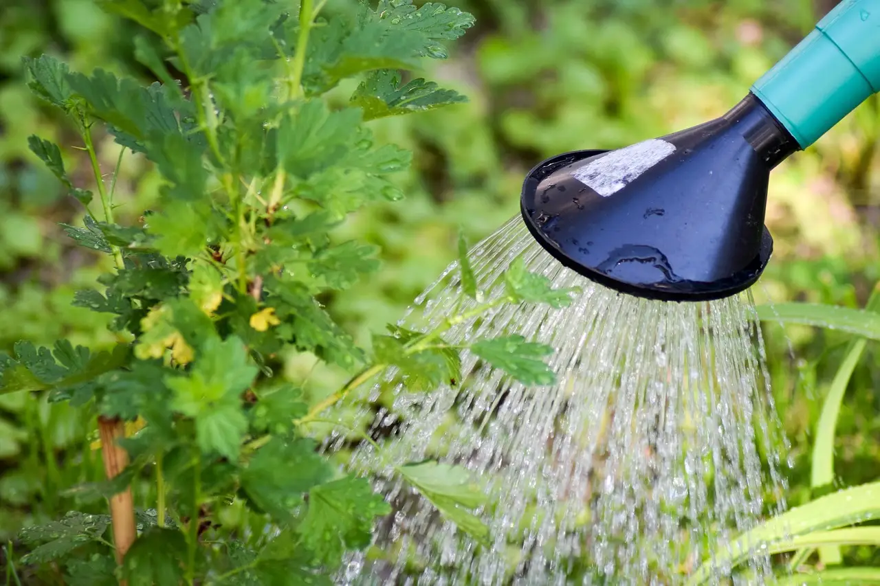 Risparmia acqua e tempo: scopri il sistema di irrigazione fai da te preferito dai vivaisti Risparmia acqua e tempo: scopri il sistema di irrigazione fai da te preferito dai vivaisti