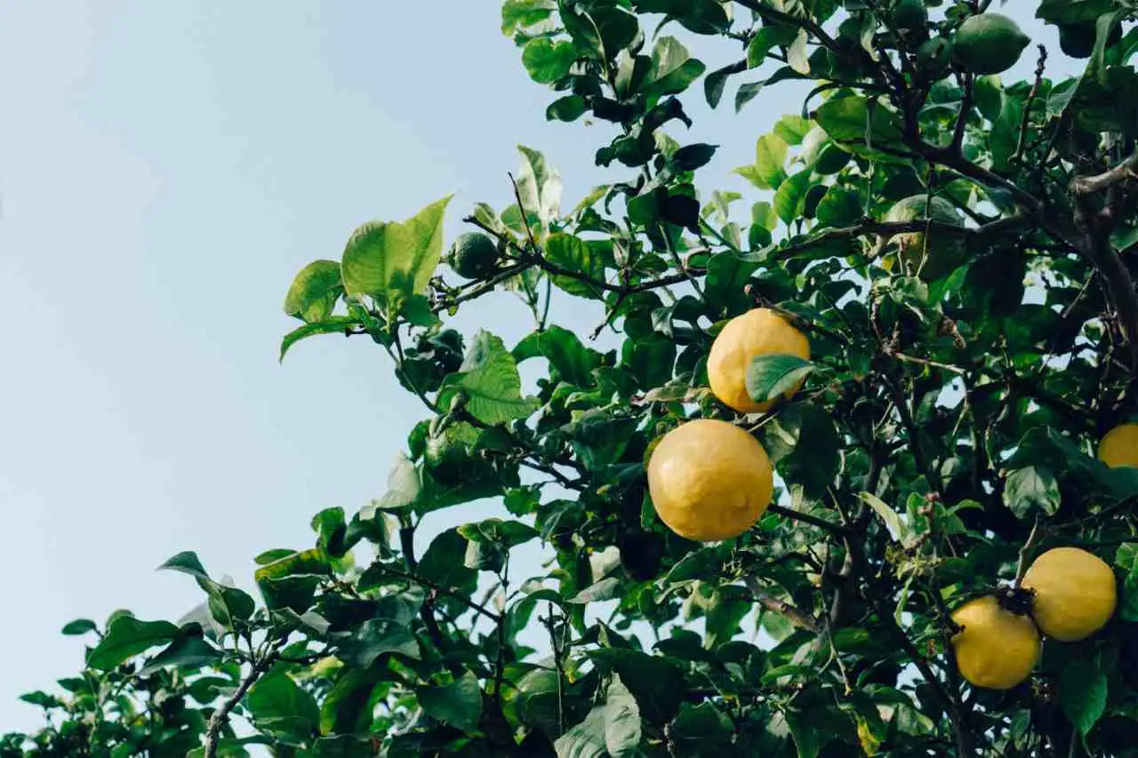 Sconfiggi la cocciniglia sul limone: tecnica naturale e veloce per salvare le foglie Sconfiggi la cocciniglia sul limone: tecnica naturale e veloce per salvare le foglie