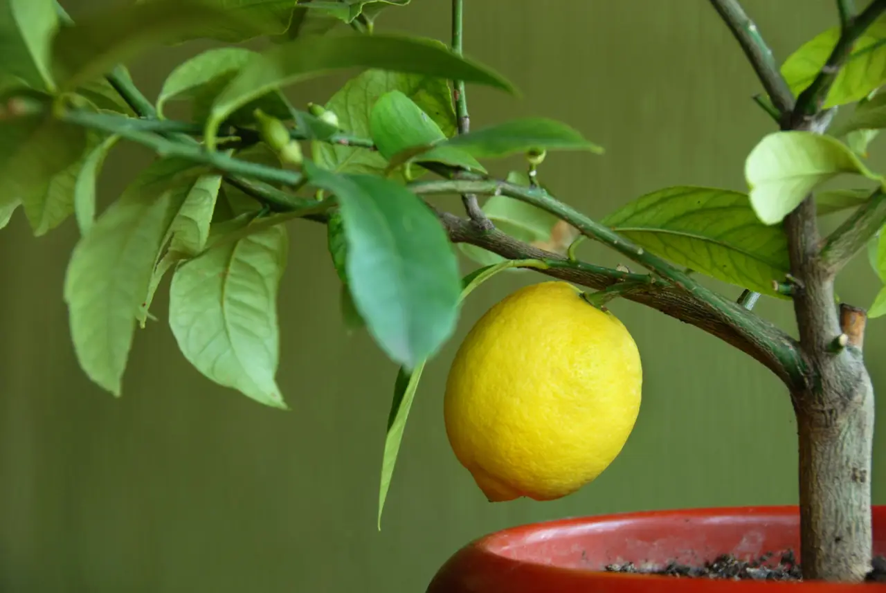 Sconfiggi la cocciniglia sul limone: tecnica naturale e veloce per salvare le foglie Sconfiggi la cocciniglia sul limone: tecnica naturale e veloce per salvare le foglie