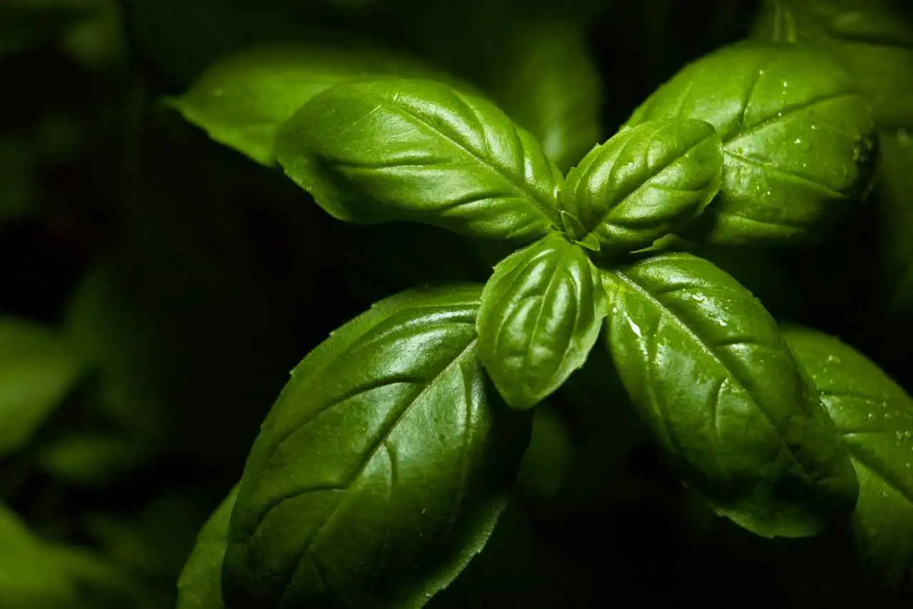 Chi conosce questo trucco assicura foglie di basilico lucenti e senza macchie brune Chi conosce questo trucco assicura foglie di basilico lucenti e senza macchie brune