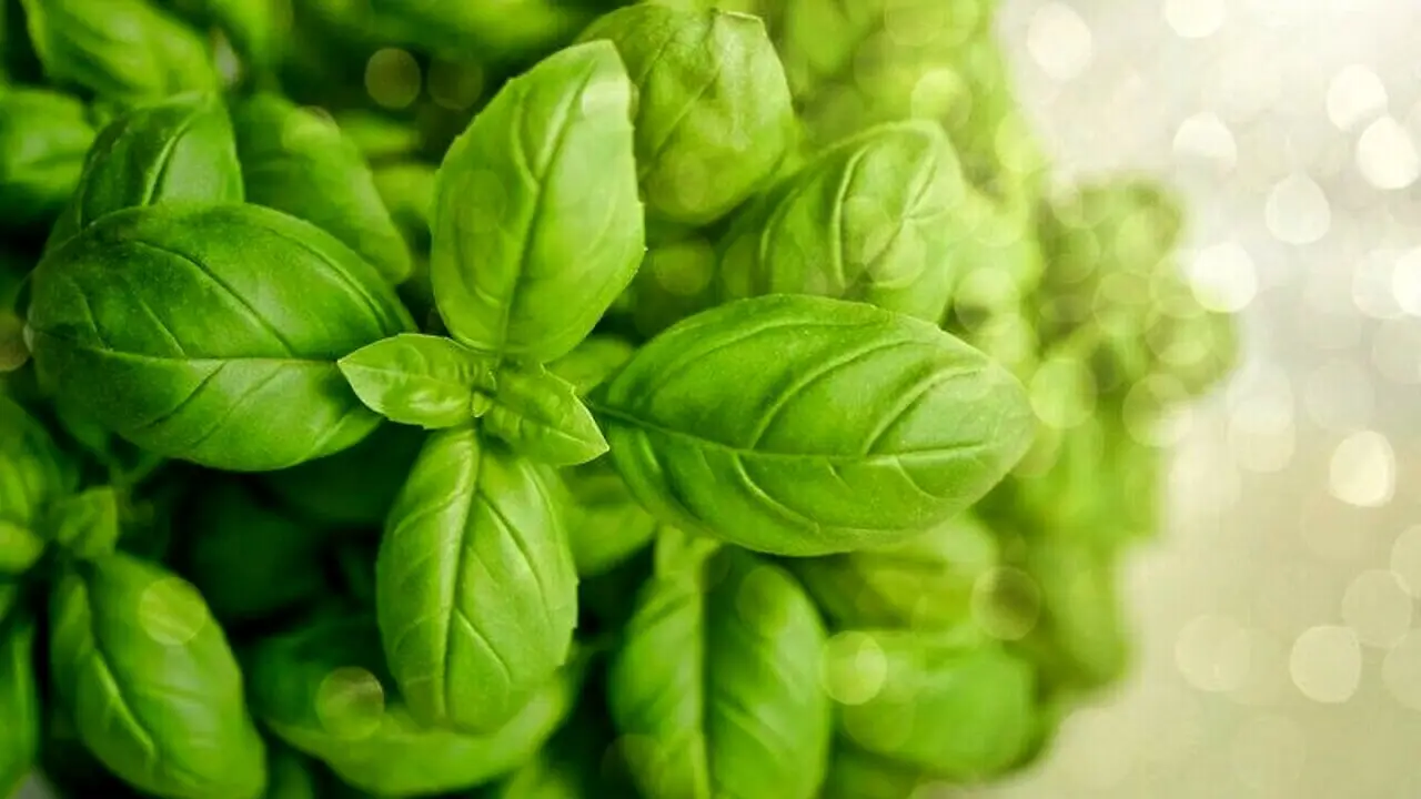 Chi conosce questo trucco assicura foglie di basilico lucenti e senza macchie brune Chi conosce questo trucco assicura foglie di basilico lucenti e senza macchie brune