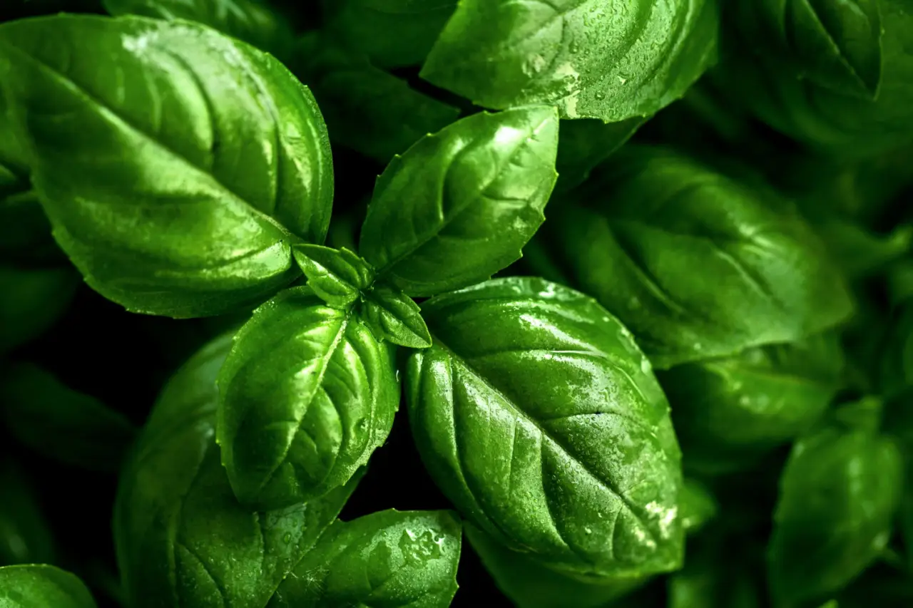 Chi conosce questo trucco assicura foglie di basilico lucenti e senza macchie brune Chi conosce questo trucco assicura foglie di basilico lucenti e senza macchie brune
